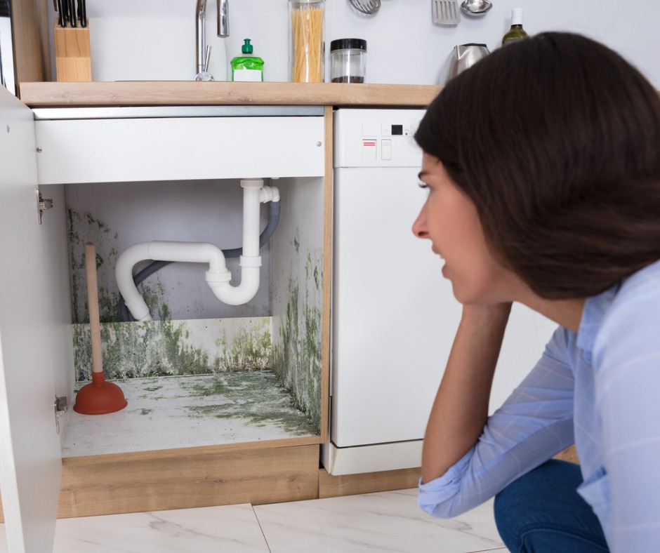 The Importance of Early Mold Detection: Expert Inspection Services in Decatur