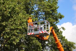 Tree Trimming